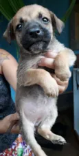 Nandinho