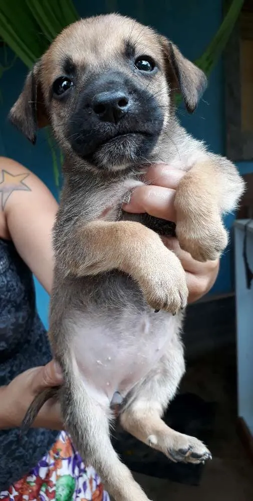 Cachorro ra a SRD idade Abaixo de 2 meses nome Nandinho