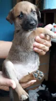 Nandinho