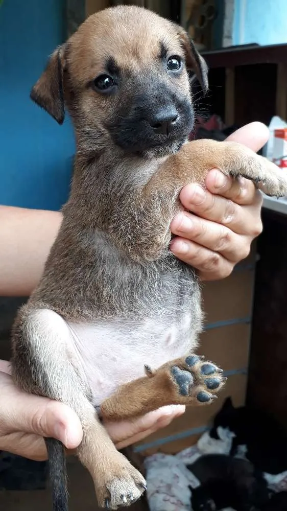 Cachorro ra a SRD idade Abaixo de 2 meses nome Nandinho