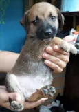 Nandinho