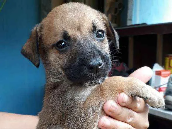 Cachorro ra a SRD idade Abaixo de 2 meses nome Nandinho
