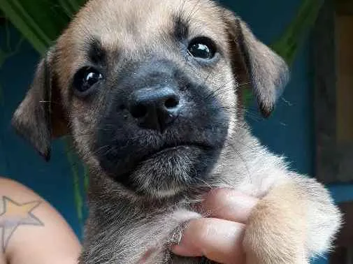 Cachorro ra a SRD idade Abaixo de 2 meses nome Nandinho