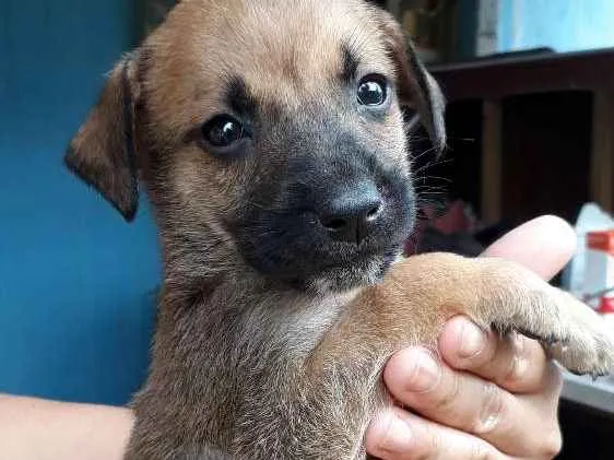 Cachorro ra a SRD idade Abaixo de 2 meses nome Nandinho