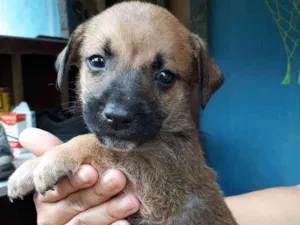 Cachorro raça SRD idade Abaixo de 2 meses nome Nandinho