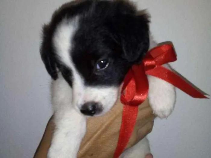 Cachorro ra a SRD idade Abaixo de 2 meses nome SEM NOME