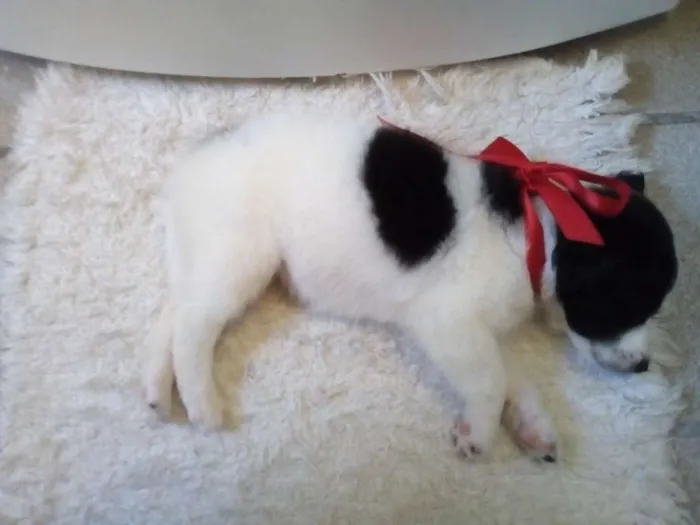 Cachorro ra a SRD idade Abaixo de 2 meses nome SEM NOME