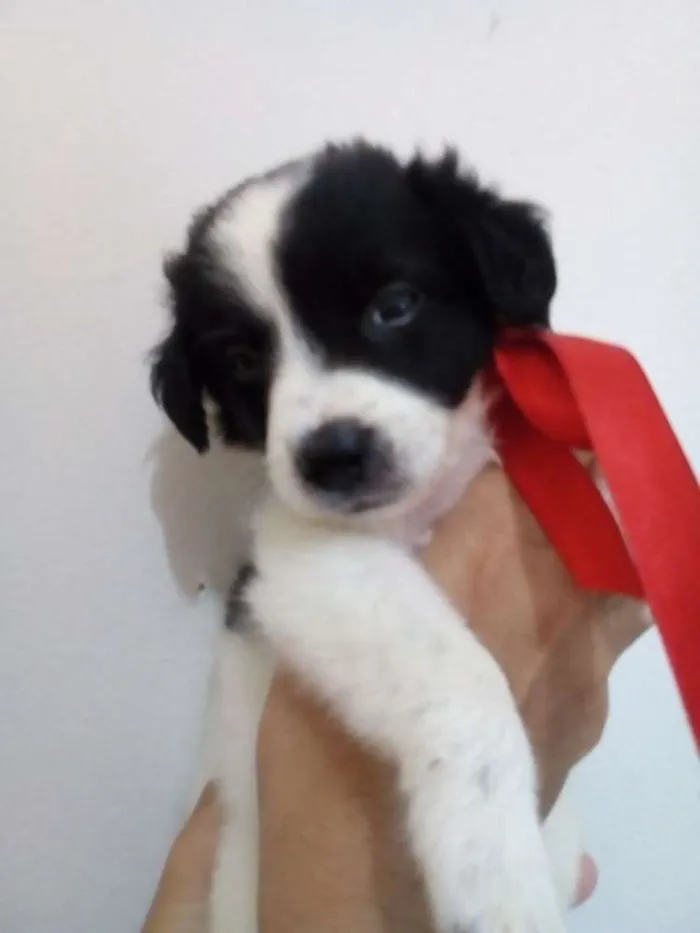 Cachorro ra a SRD idade Abaixo de 2 meses nome SEM NOME