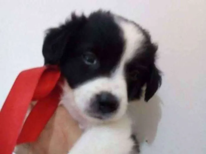 Cachorro ra a SRD idade Abaixo de 2 meses nome SEM NOME