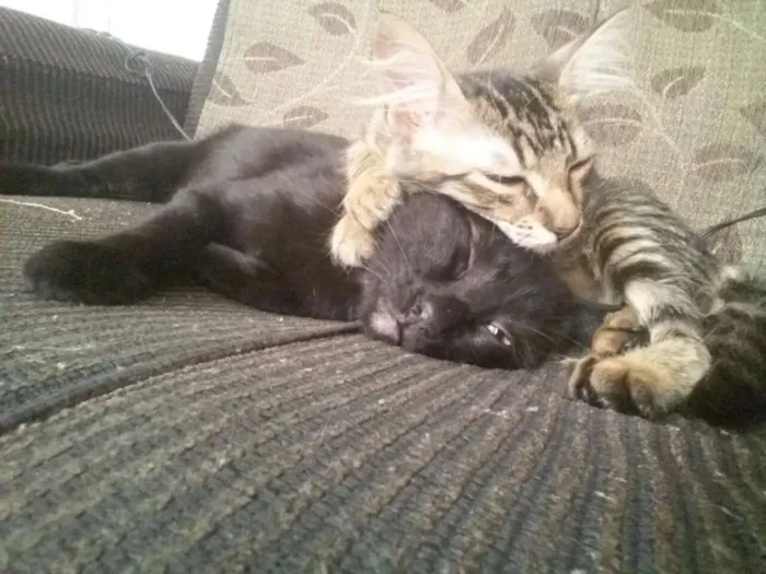 Gato ra a Nao sei idade 7 a 11 meses nome Sofia e Maia