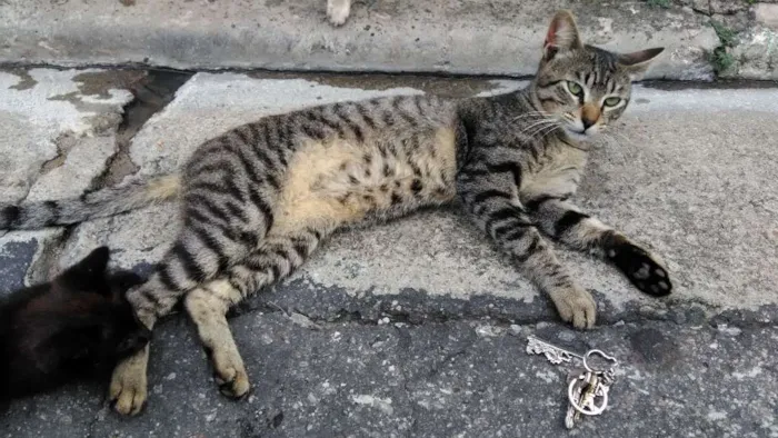 Gato ra a Vira lata idade 7 a 11 meses nome Gatos