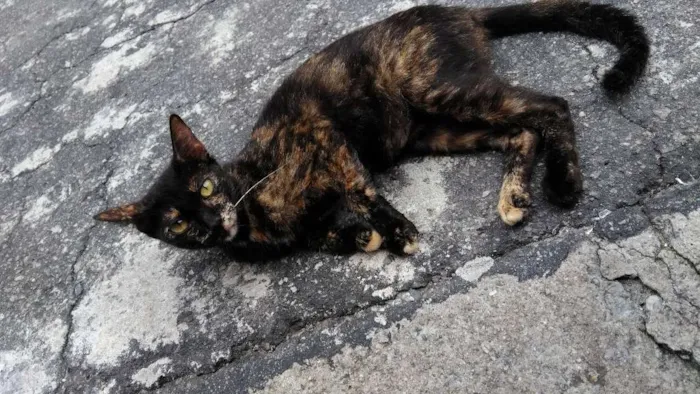 Gato ra a Vira lata idade 7 a 11 meses nome Gatos