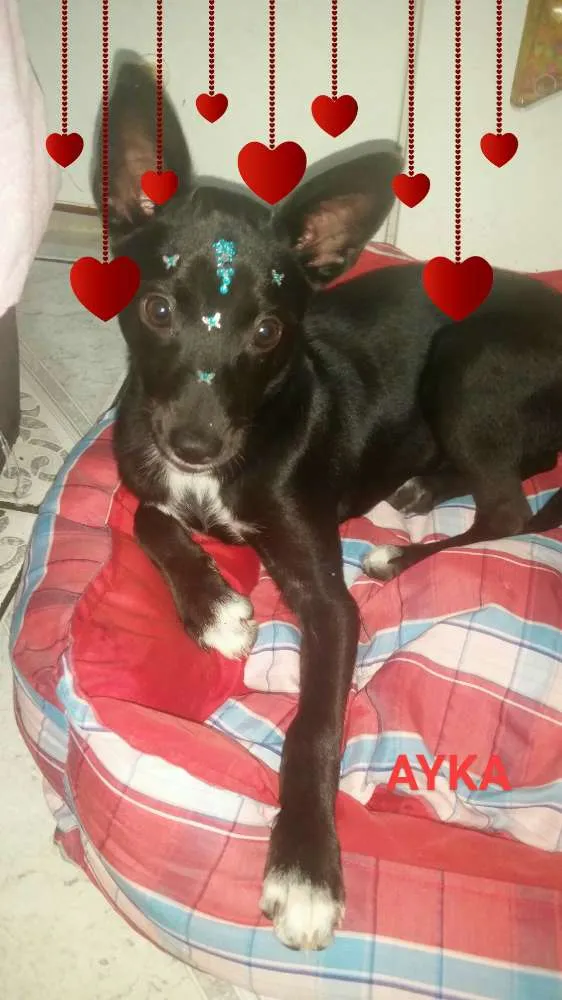 Cachorro ra a Srd idade 2 a 6 meses nome AYKA