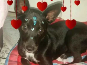 Cachorro raça Srd idade 2 a 6 meses nome AYKA