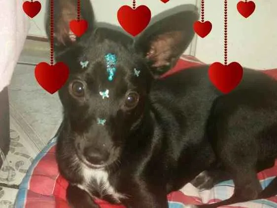 Cachorro ra a Srd idade 2 a 6 meses nome AYKA
