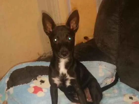 Cachorro ra a Srd idade 2 a 6 meses nome AYKA