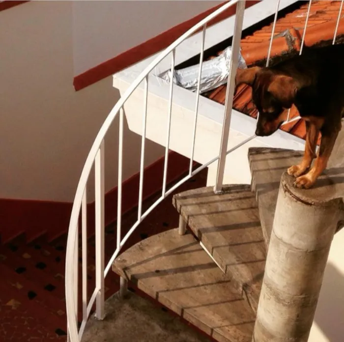 Cachorro ra a SRD idade 3 anos nome Juniper