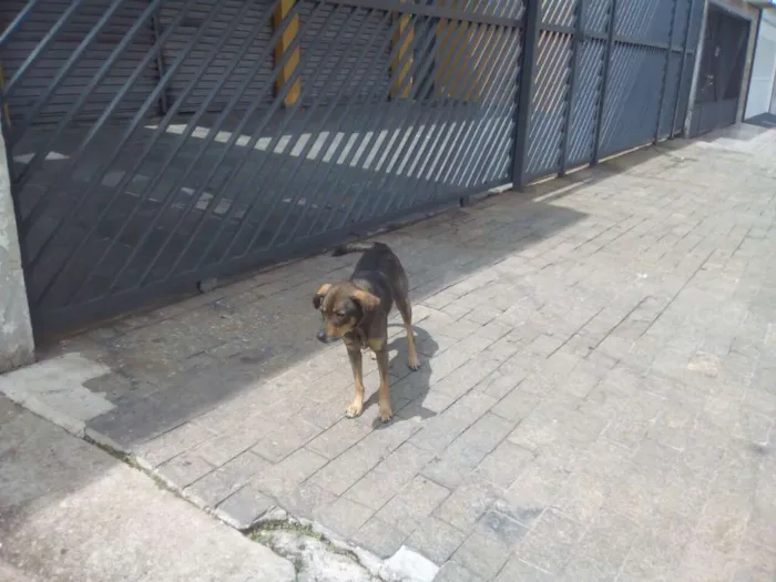 Cachorro ra a SRD idade 3 anos nome Juniper