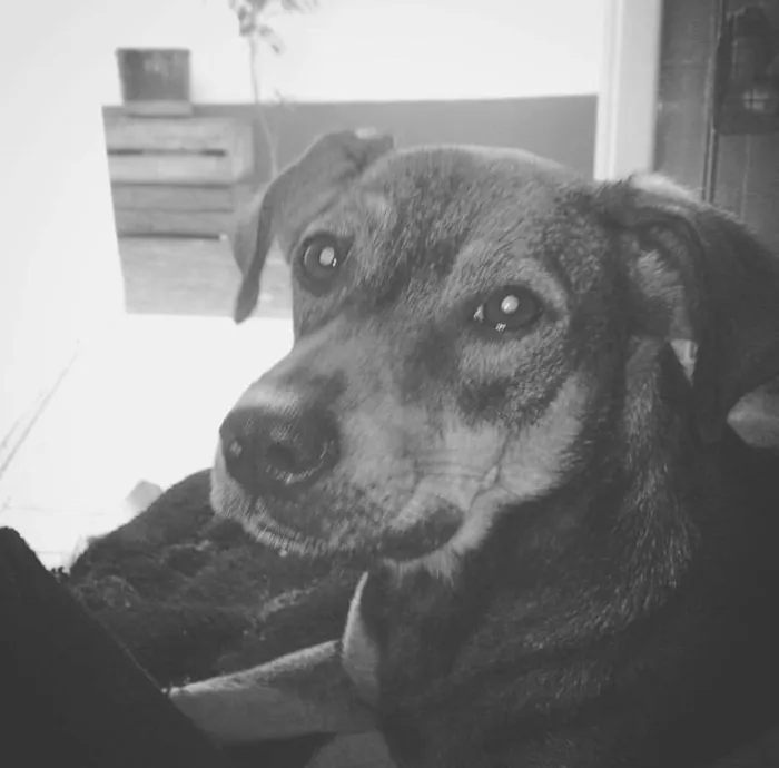 Cachorro ra a SRD idade 3 anos nome Juniper