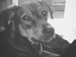 Cachorro raça SRD idade 3 anos nome Juniper