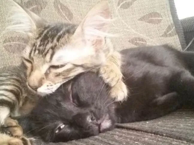 Gato ra a Nao sei idade 7 a 11 meses nome Sofia e Maia