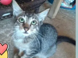 Gato raça Sem raça idade 2 a 6 meses nome Sem nome