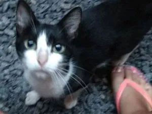 Gato raça  idade 2 a 6 meses nome Cléo, Lili, Mimi, Me