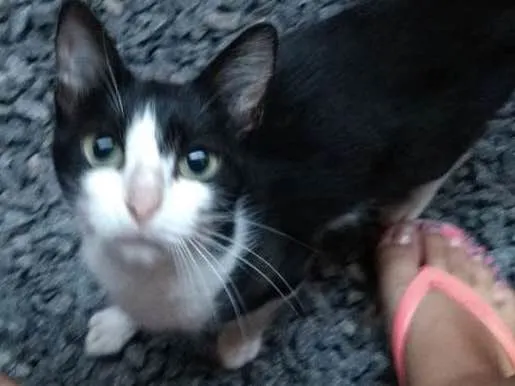 Gato ra a  idade 2 a 6 meses nome Cléo, Lili, Mimi, Me