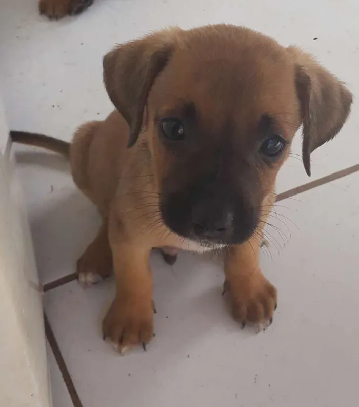 Cachorro ra a Vira lata  idade 2 a 6 meses nome Sem nome