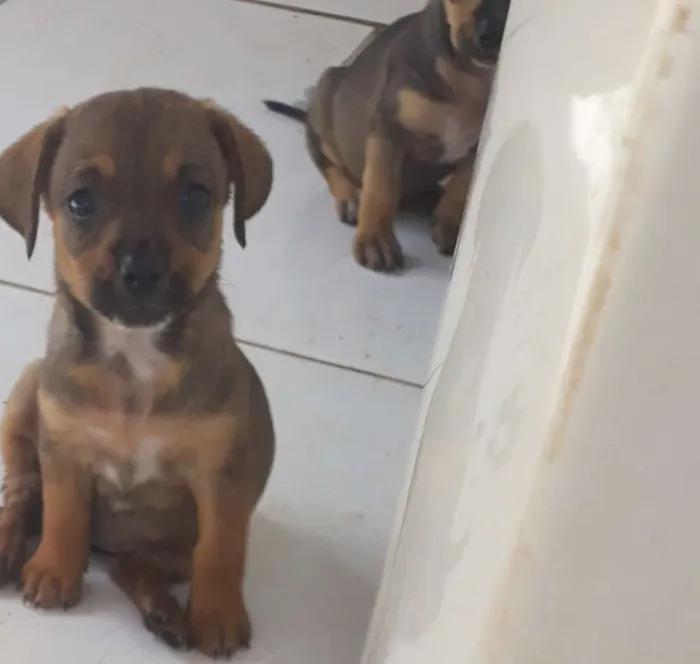 Cachorro ra a Vira lata  idade 2 a 6 meses nome Sem nome