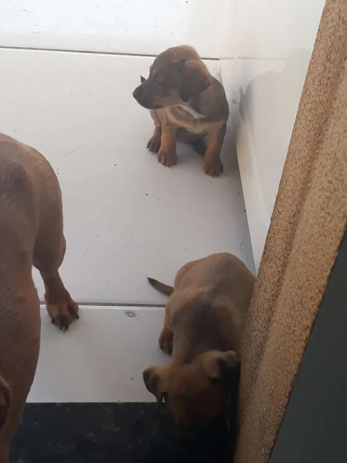 Cachorro ra a Vira lata  idade 2 a 6 meses nome Sem nome