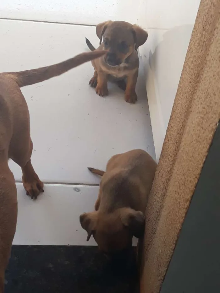 Cachorro ra a Vira lata  idade 2 a 6 meses nome Sem nome