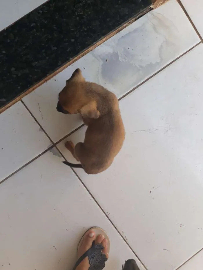Cachorro ra a Vira lata  idade 2 a 6 meses nome Sem nome