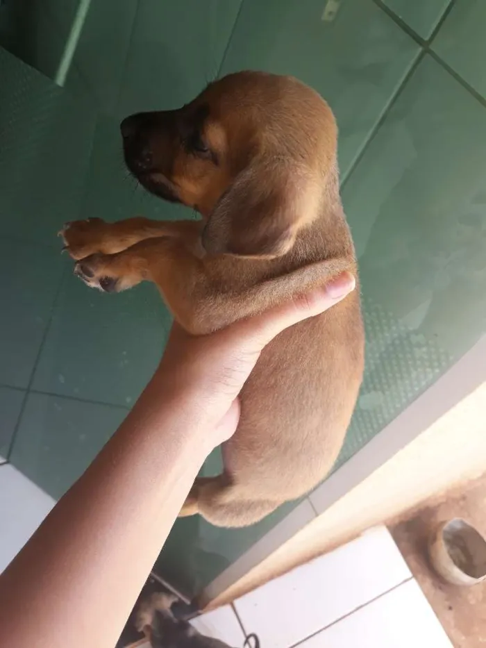 Cachorro ra a Vira lata  idade 2 a 6 meses nome Sem nome