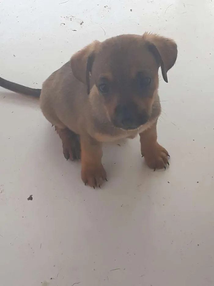 Cachorro ra a Vira lata  idade 2 a 6 meses nome Sem nome