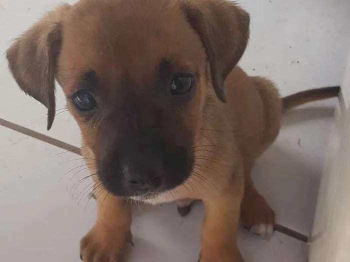 Cachorro ra a Vira lata  idade 2 a 6 meses nome Sem nome
