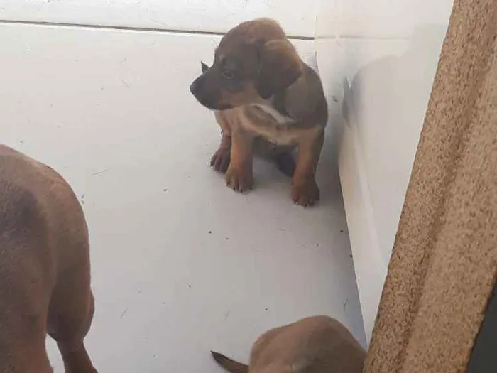Cachorro ra a Vira lata  idade 2 a 6 meses nome Sem nome