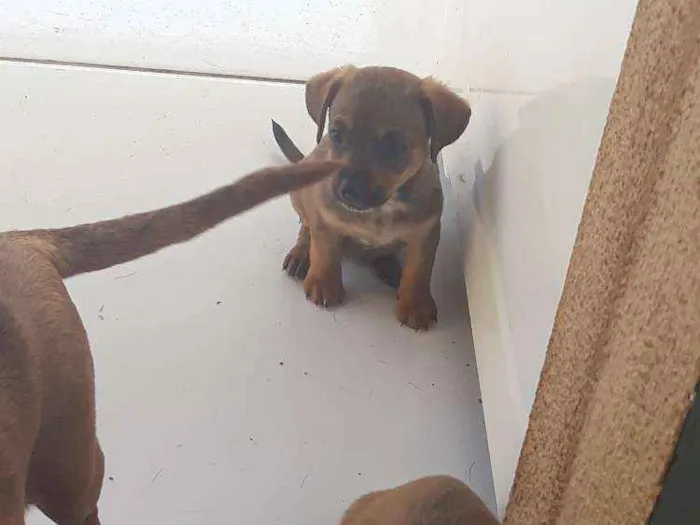 Cachorro ra a Vira lata  idade 2 a 6 meses nome Sem nome