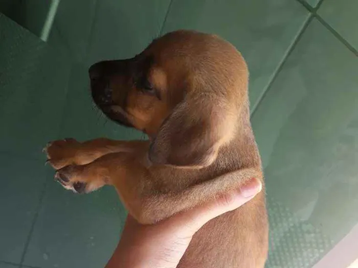 Cachorro ra a Vira lata  idade 2 a 6 meses nome Sem nome