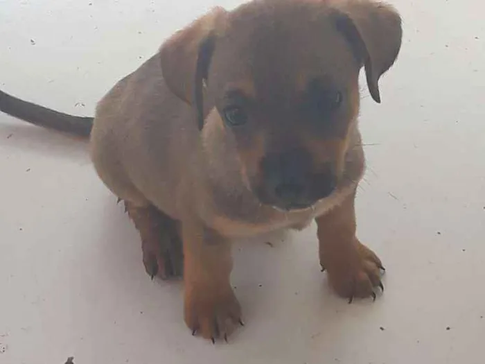 Cachorro ra a Vira lata  idade 2 a 6 meses nome Sem nome