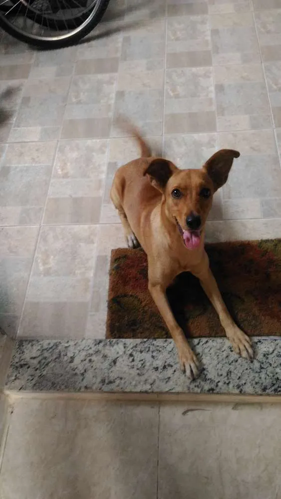 Cachorro ra a Srd sem raça definida idade 7 a 11 meses nome Mel