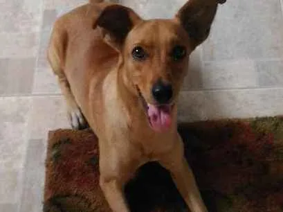 Cachorro ra a Srd sem raça definida idade 7 a 11 meses nome Mel