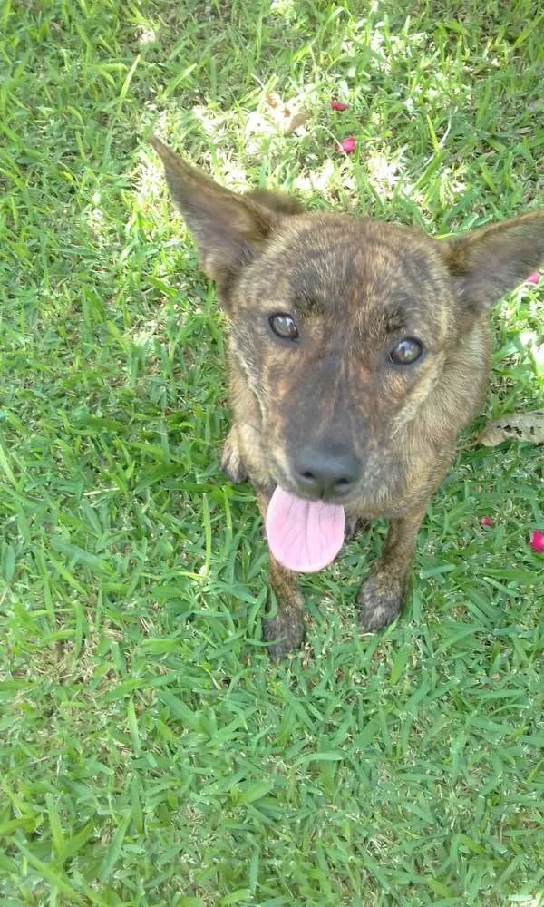 Cachorro ra a Vira lata idade 1 ano nome Lucy