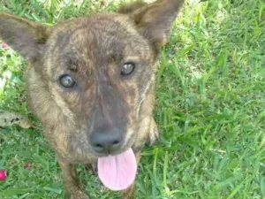 Cachorro raça Vira lata idade 1 ano nome Lucy