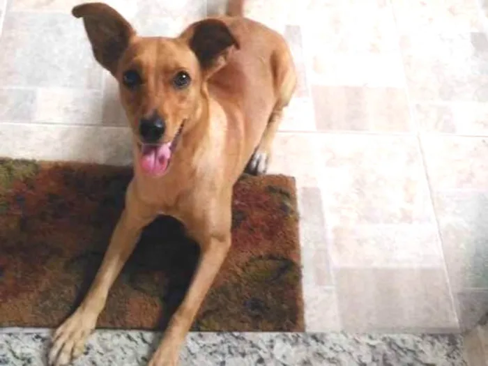 Cachorro ra a Srd sem raça definida idade 7 a 11 meses nome Mel