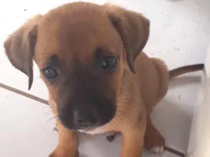 Cachorro raça Vira lata  idade 2 a 6 meses nome Sem nome