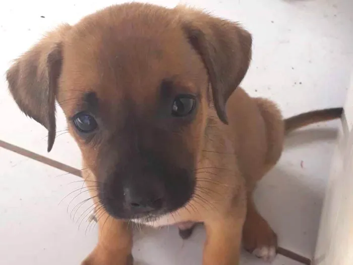 Cachorro ra a Vira lata  idade 2 a 6 meses nome Sem nome