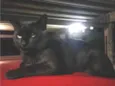 ZANGADO
