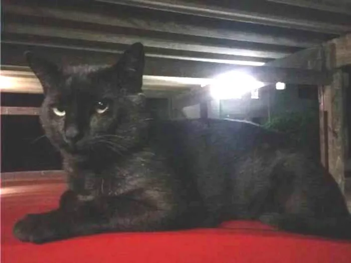 Gato ra a SRD idade 4 anos nome ZANGADO
