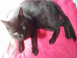 Gato raça SRD idade 4 anos nome ZANGADO